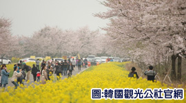 濟州油菜花大慶典．輕鬆櫻花濟4日
