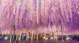 櫻花雪舞在東北×足利紫藤花瀑7日