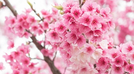 花漾韓國5日