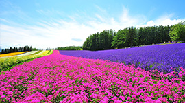 北海道～禮文＋利尻雙島・富良野花海7日