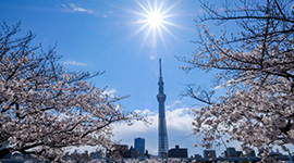 櫻姿飛舞～東京橫濱百選櫻花祭～箱根、富士山5日