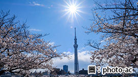 櫻姿飛舞～東京橫濱百選櫻花祭～箱根、富士山5日