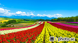 北海道～禮文＋利尻夢幻雙島・富良野花海・後藤純男美術館7日